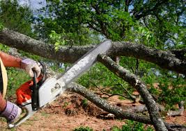 How Our Tree Care Process Works  in  Tipton, CA