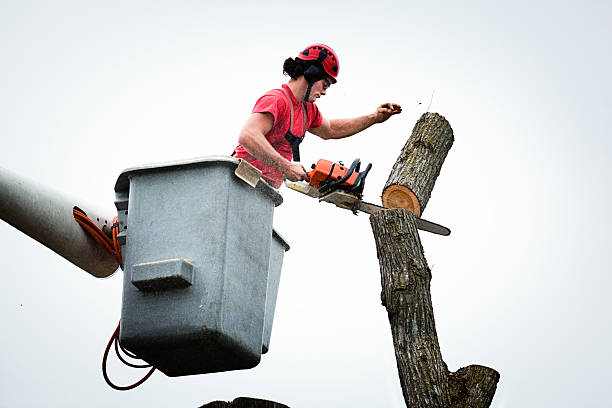 Best Arborist Consultation Services  in Tipton, CA