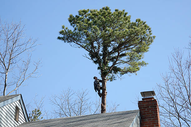 Trusted Tipton, CA Tree Services Experts