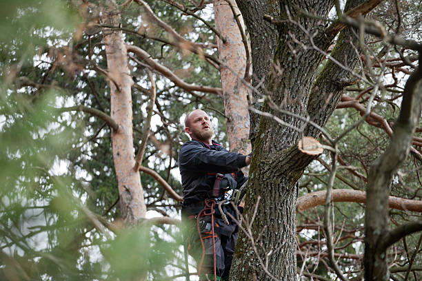 Best Emergency Tree Removal  in Tipton, CA